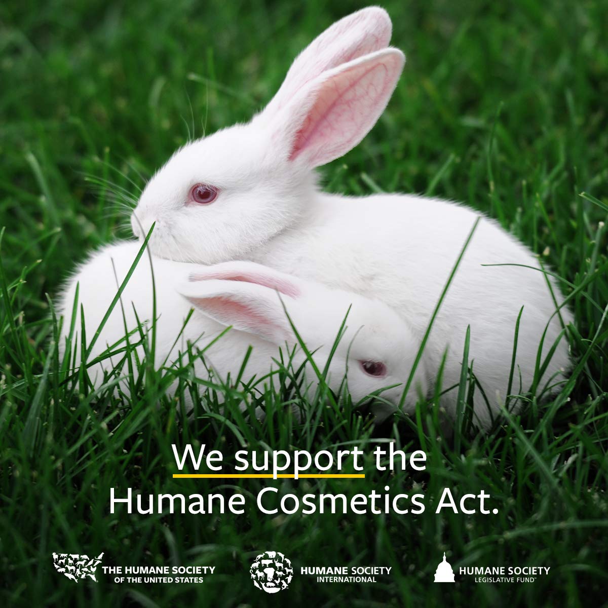 US Organic Lime Essential Oil - Certified Organic, Steam Distilled - W/Euro droppers (More Size Variations Available) (15 ml / .5 fl oz)