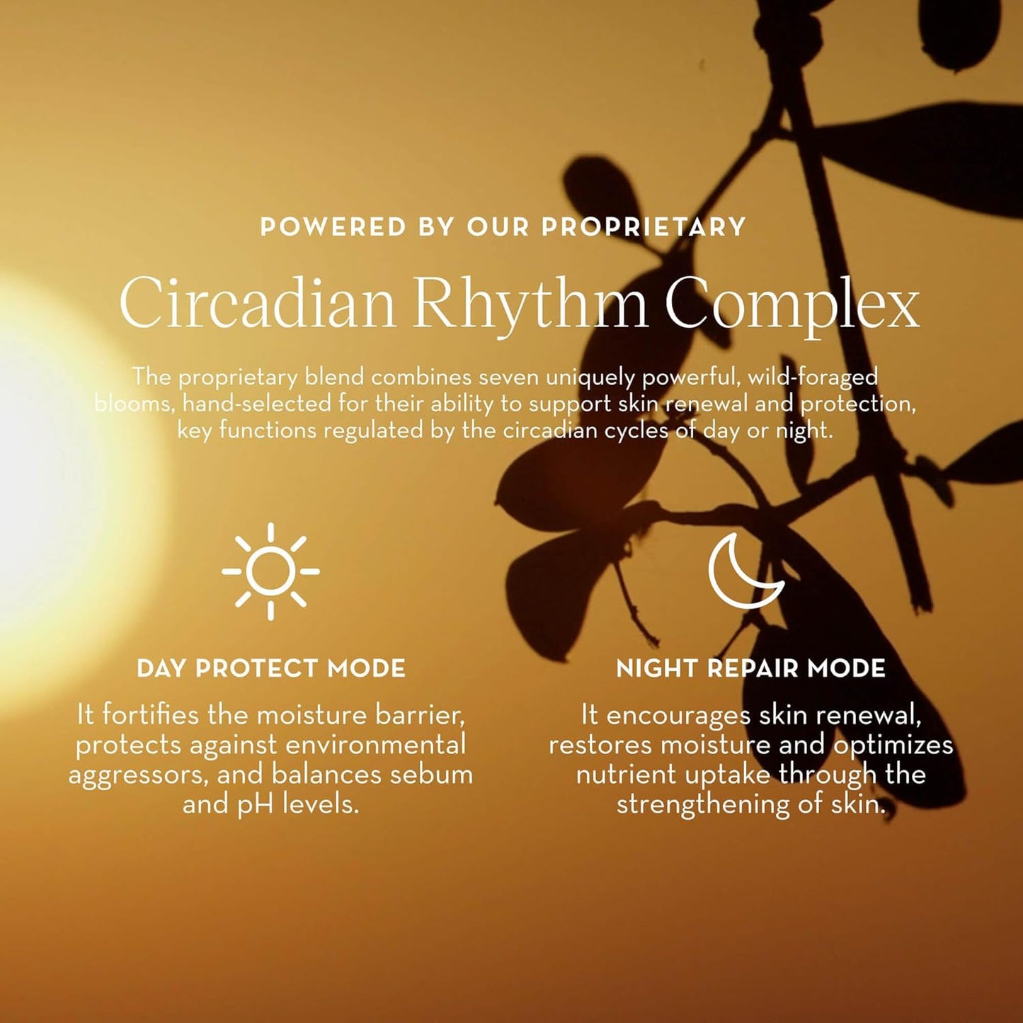 Furtuna Skin Daily Renewal Cream - Daily Moisturizer, Advanced Skin Hydration Technology, Radiance & Balance Enhancing, 95 Percent Natural