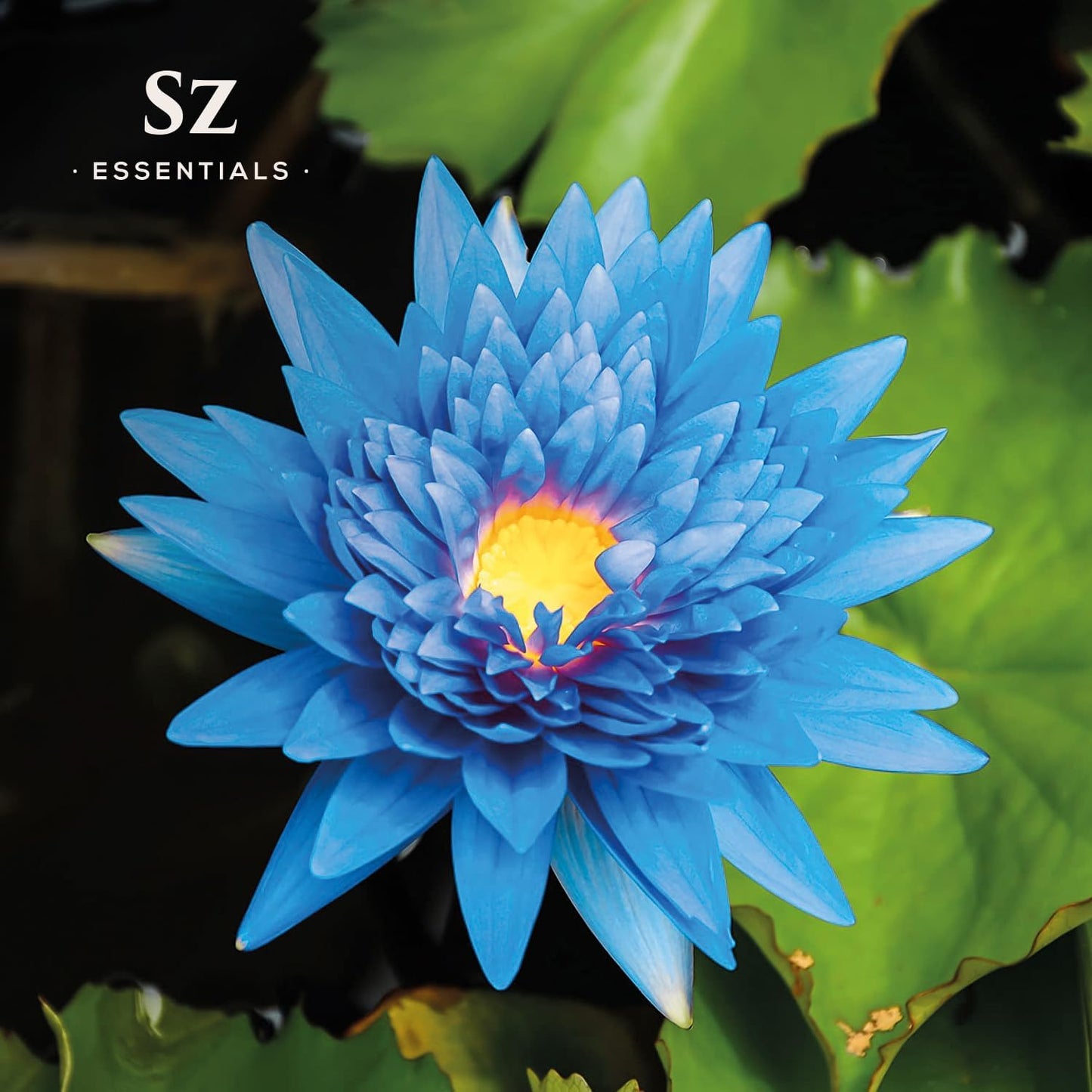 Blue Lotus Essential Oil 100% Pure, Undiluted Oil - Extracted from Nymphaea Caerulea - Rich & Sweet Scent with Fruity Overtones - Therapeutic Grade & Vegan - 0.17oz (5ml)